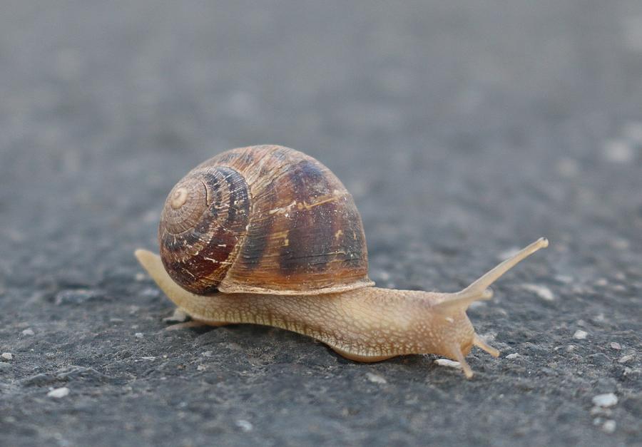 Snails Pace  Photograph by Christy Pooschke