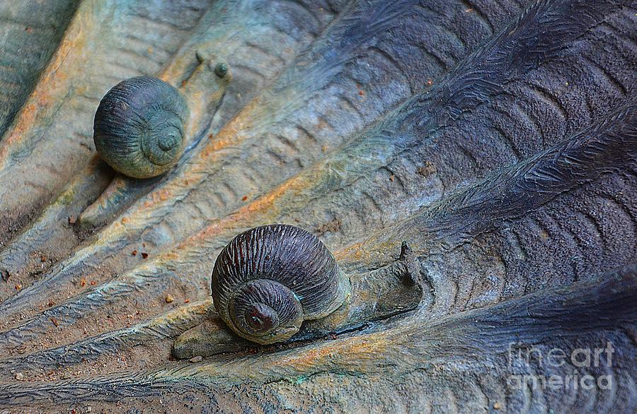 Snails Pace Photograph by Cindy Manero
