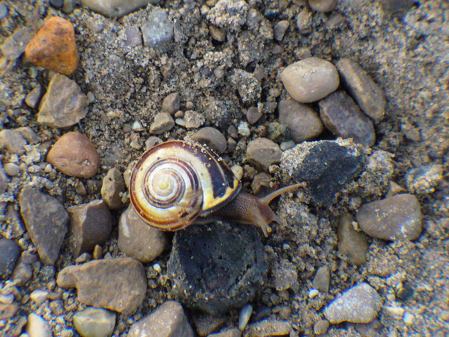 Snails Pace Photograph by Peggy King
