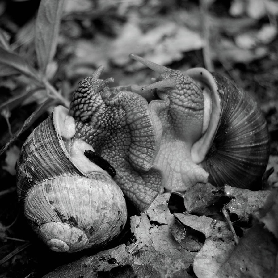 Snails Photograph By Piotr Kiemblowski - Fine Art America