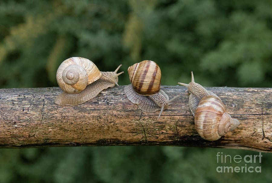 Nature Photograph - Snails by Tomas Bogner