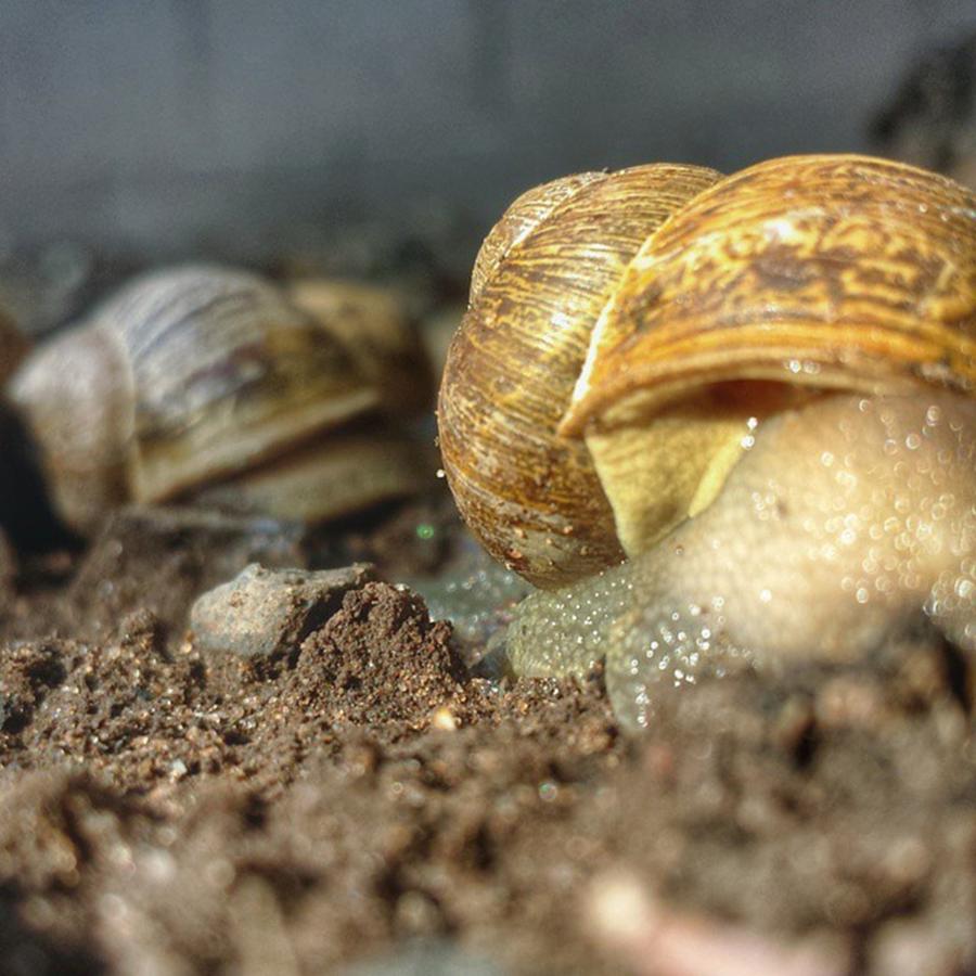 Snails Photograph by Travis Turner