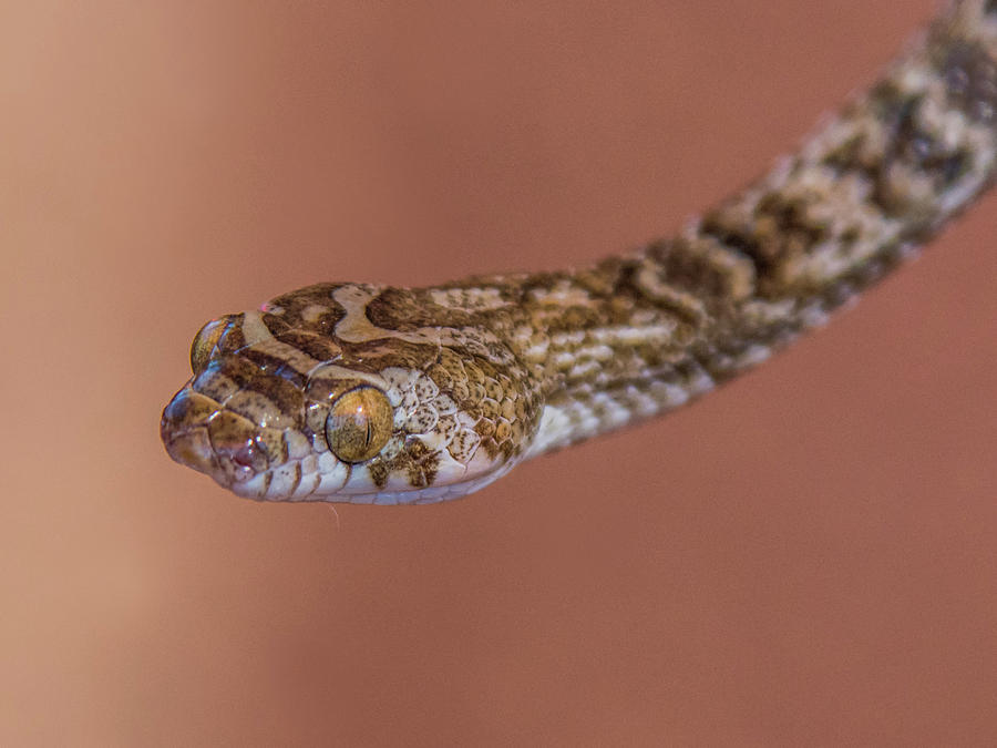 Lyre Snake 4564-082517-1cr Photograph by Tam Ryan