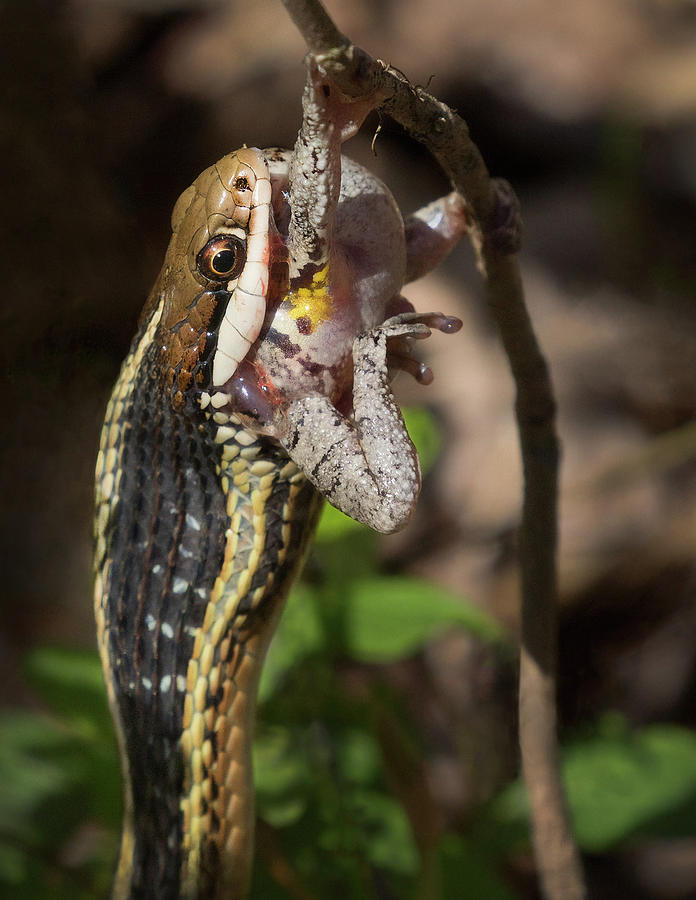 Snake and Frog Photograph by Art Cole