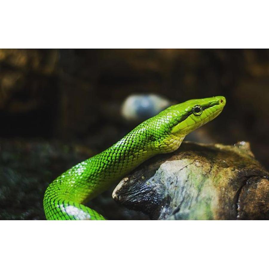 Wildlife Photograph - #snake #animal #outdoor #wildlife by Daniel Precht Photography