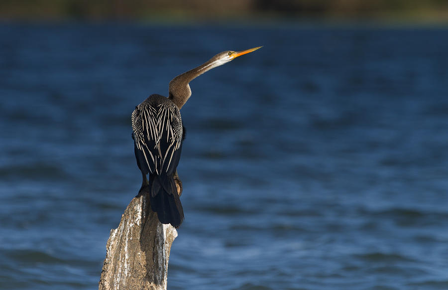 Snake Bird Photograph By Prabhakaran Sambandam - Fine Art America