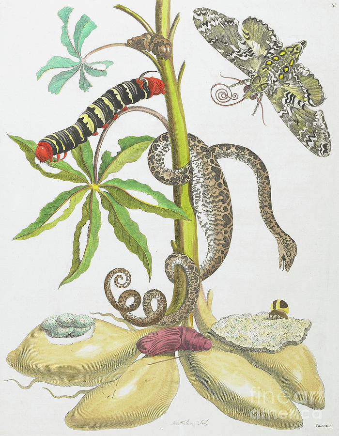 Snake Drawing - Snake, Caterpillar, Butterfly, and Insects on Plant by Maria Sibylla Graff Merian