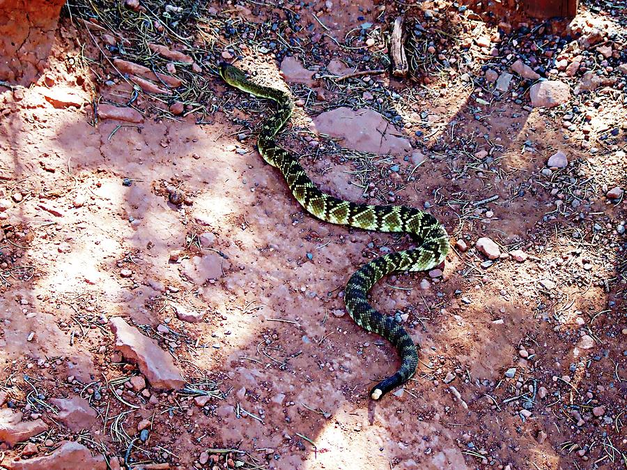 Snake - Cathedral Rock - Sedona, Arizona Digital Art by Joseph Hendrix