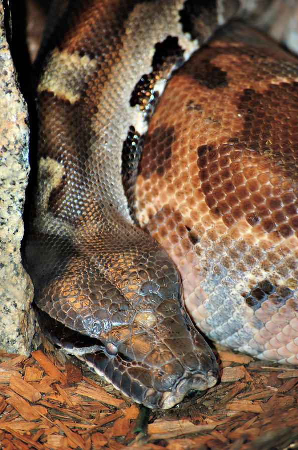 Snake Photograph by Cheryl Hall - Fine Art America