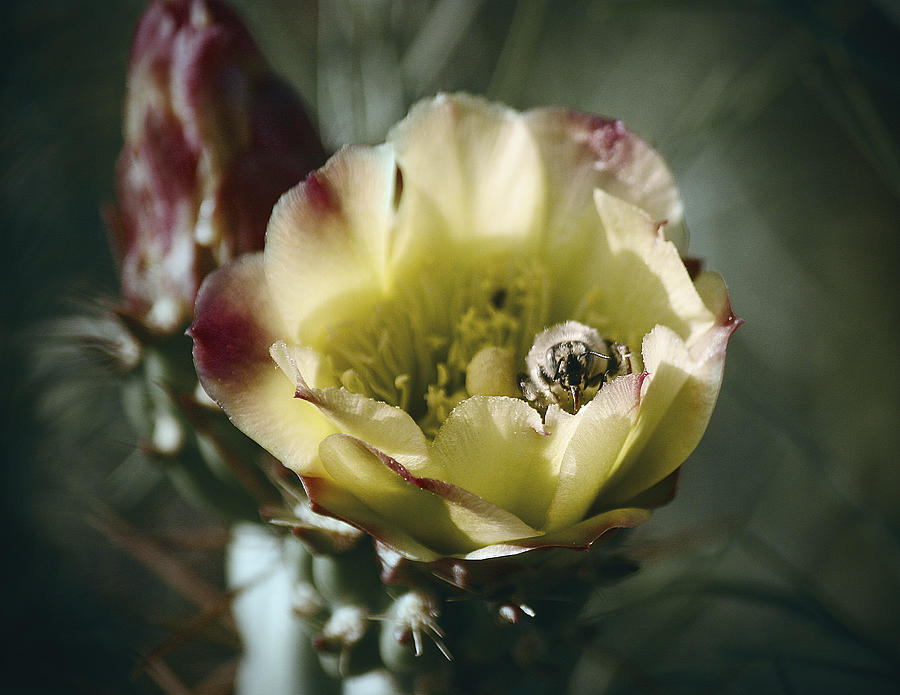 Snake Photograph - Snake Cholla and Bumblebee by Christian Alvez