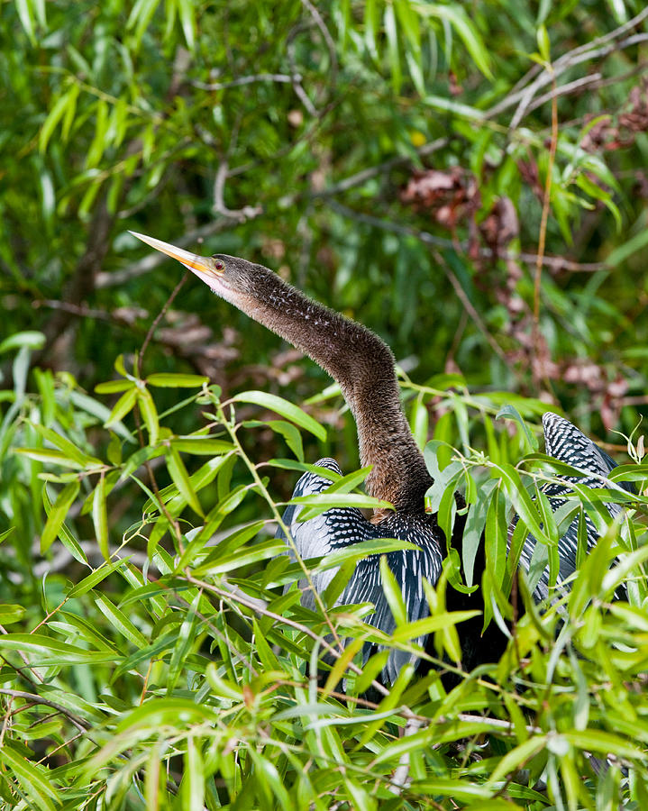 Snake Darter Photograph by Tom Dowd - Fine Art America