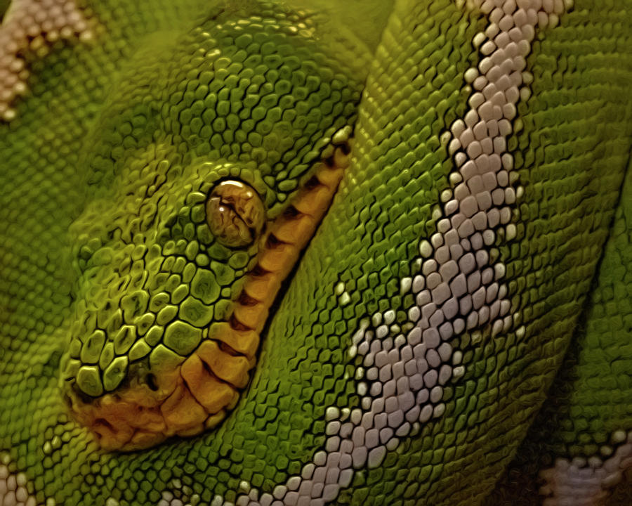 Snake Eye - Emerald Tree Boa Photograph by Mitch Spence