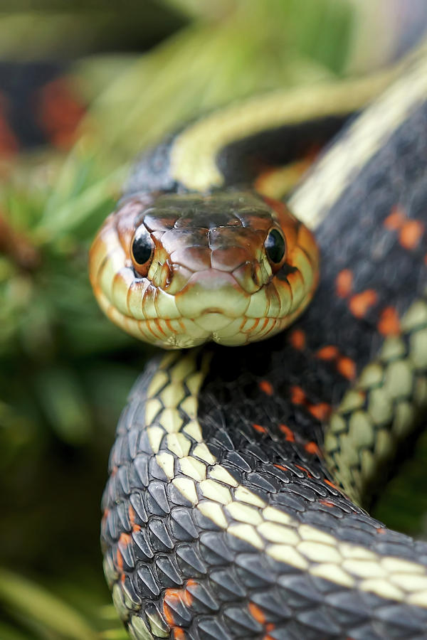 Snake Photograph - Snake Eyes by Mark Hryciw