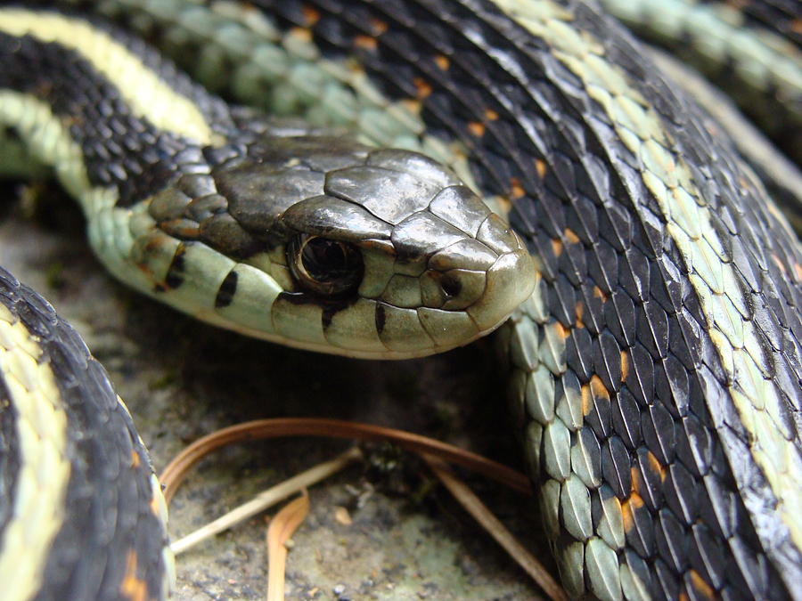 Snake Eyes Photograph by Ty Nichols - Fine Art America