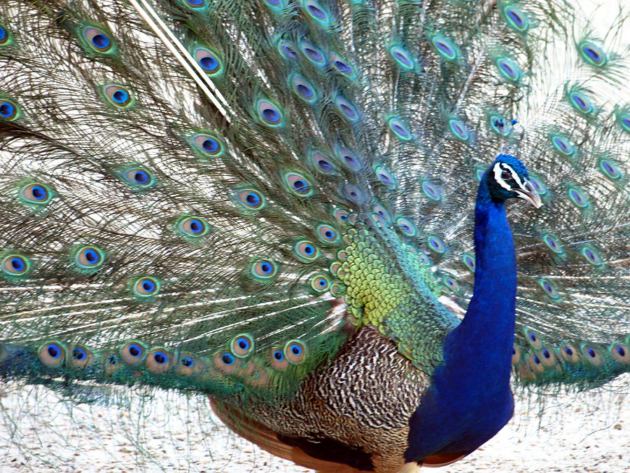 Snake Photograph - Snake Farm Peacock by Kim Snake Photograph - Snake Farm Peacock by Kim