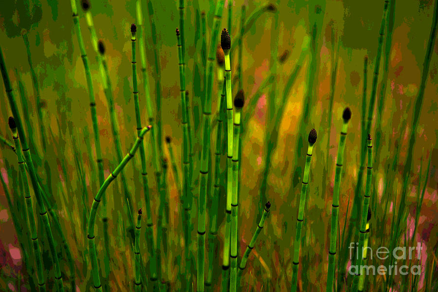 Snake Grass Photograph by Barbara Schultheis