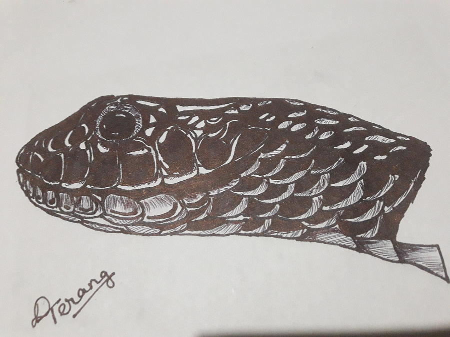 snake head drawing - Google Search | Snake drawing, Snake art, Snake sketch