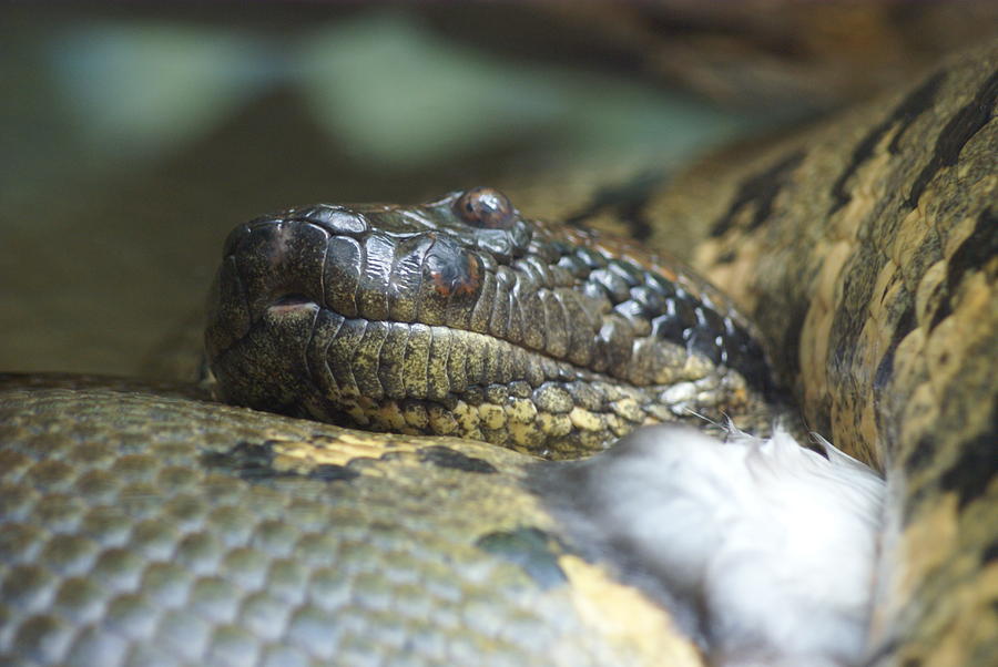 Snake Photograph by Heidi Poulin - Fine Art America