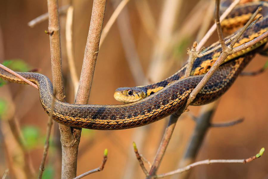 Snake in a Bush Photograph by Joni Eskridge