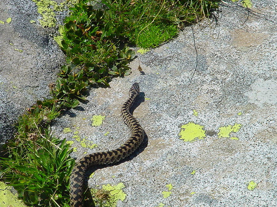 Snake in mountain 2 Photograph by Enrico Ripamonti