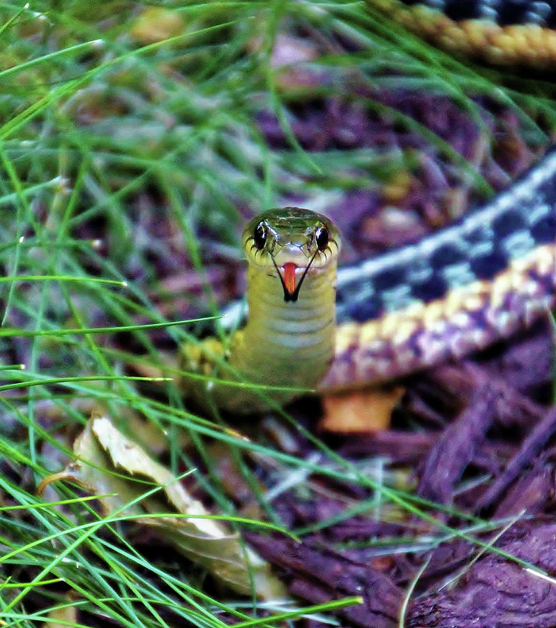 Snake in the Grass Photograph by Doolittle Photography and Art