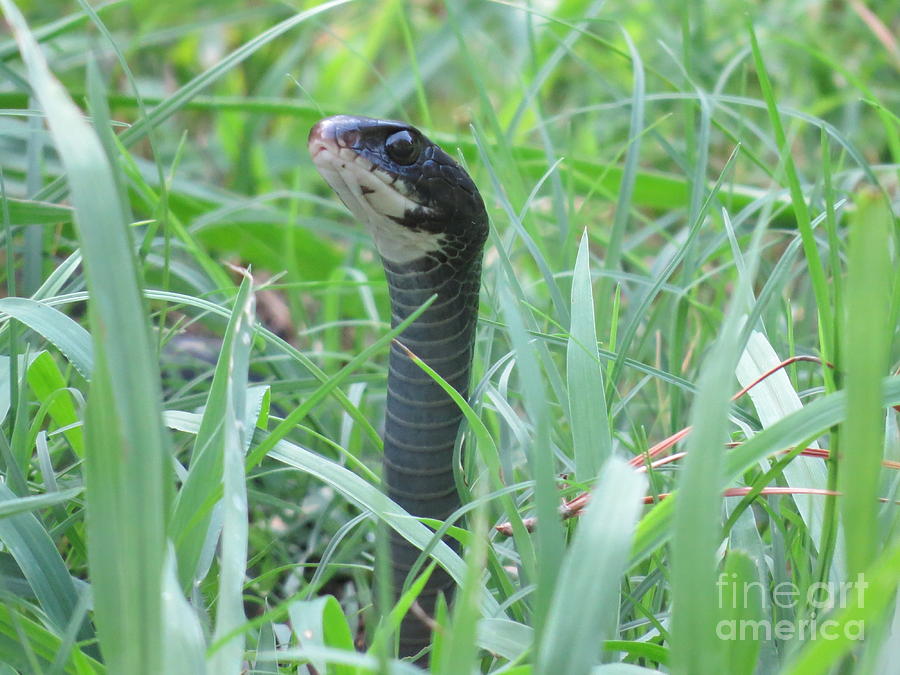 Snake In The Grass Photograph
