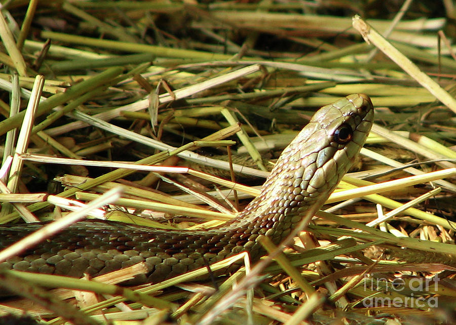 Snake in the Grass Photograph by Deborah Johnson