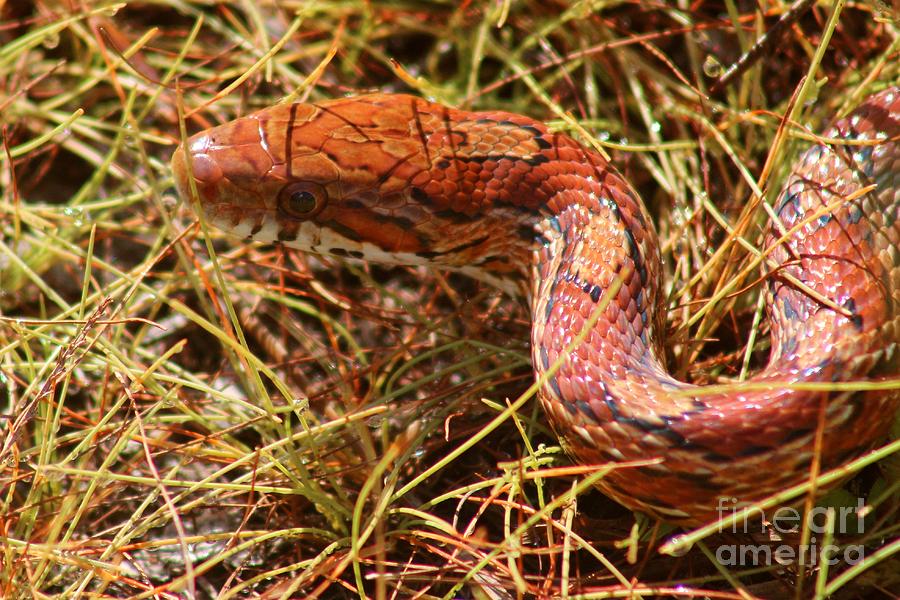 Snake in the Grass Photograph by Robert Wilder Jr