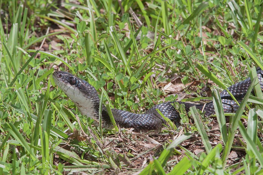 Snake in the Grass Photograph by Ronnie Maum