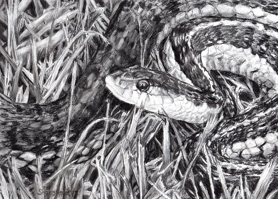 Snake in the Grass Drawing by Shana Rowe Jackson