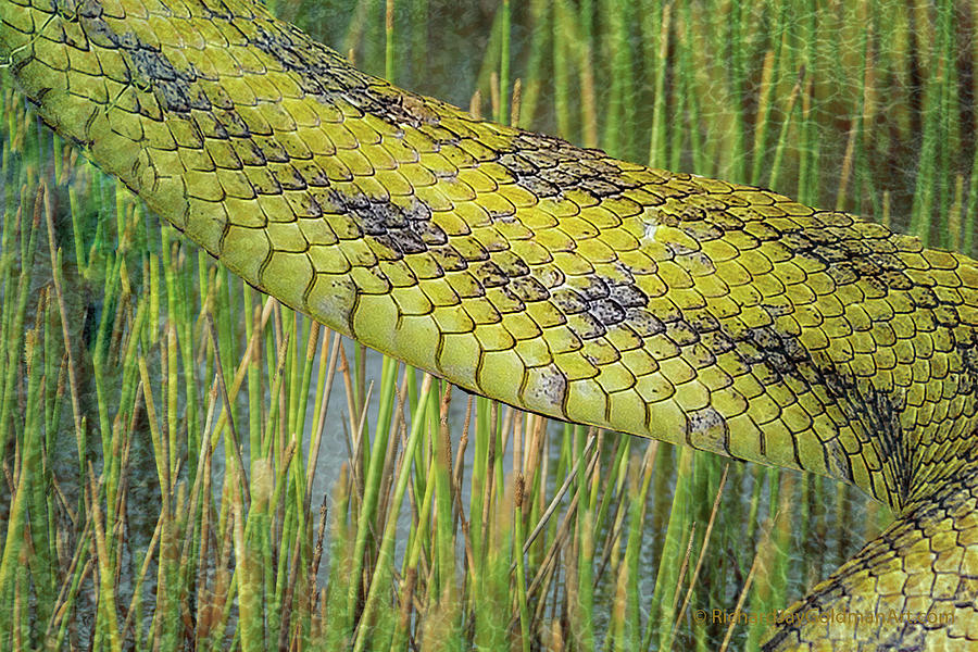 Snake In The Grass Textures Digital Art by Richard Goldman