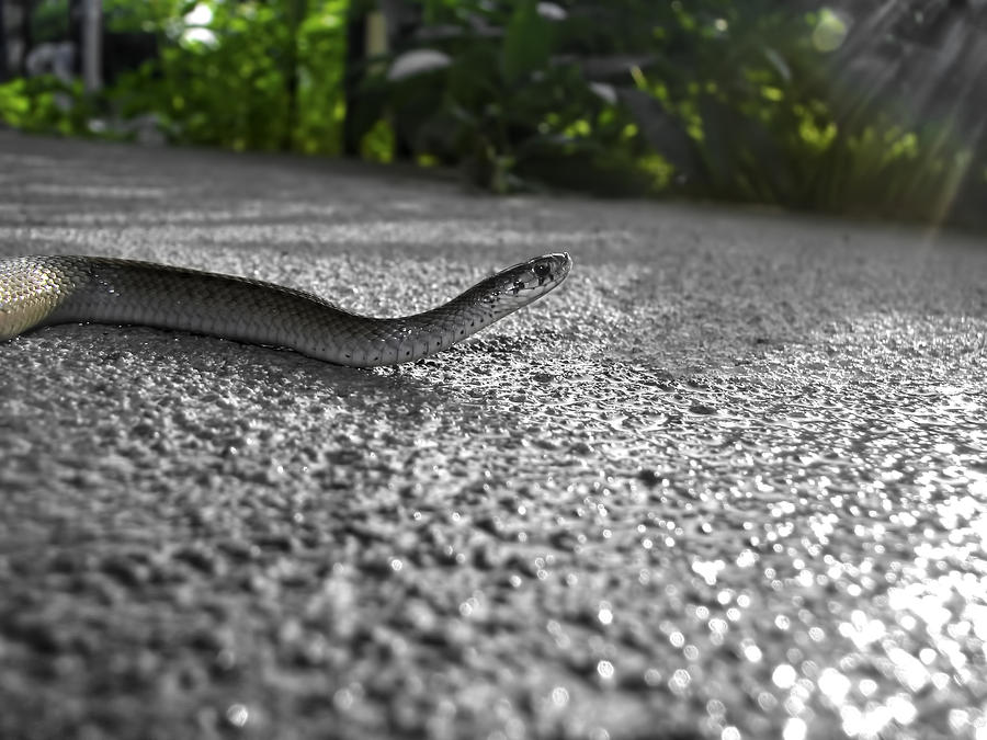 Snake In The Sun Photograph