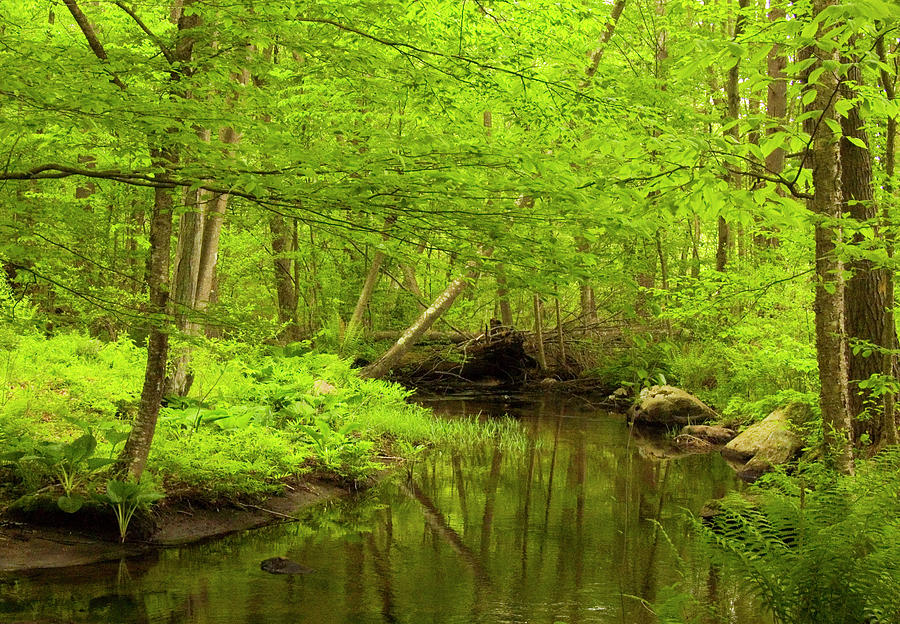 Snake Meadow Brook Springtime Photograph by Frank Winters