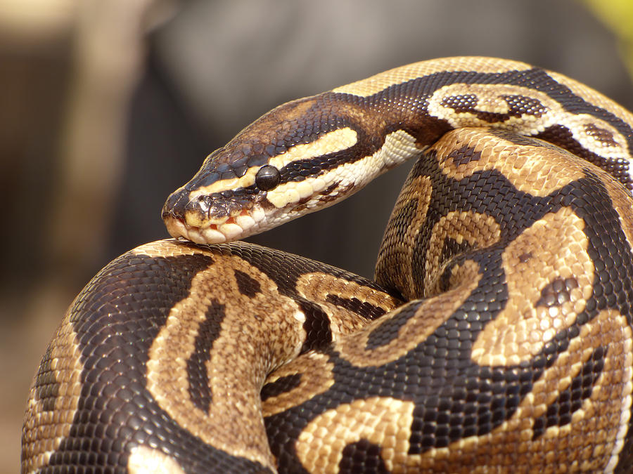 Snake Photograph by Miroslav Nemecek | Fine Art America