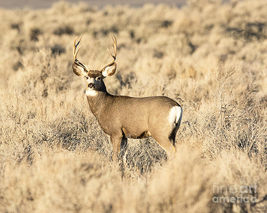 Snake Mountain Mule Deer Photograph by Dennis Hammer