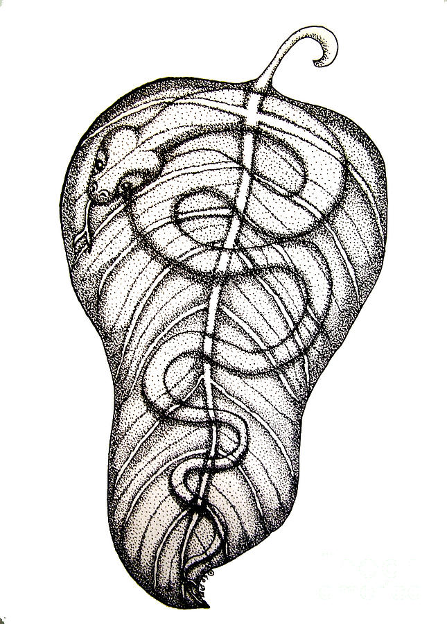Snake On A Leaf Drawing