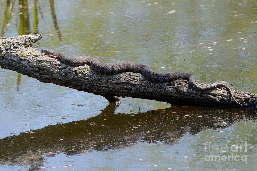Snake on a Log 3036 Photograph by Ken DePue