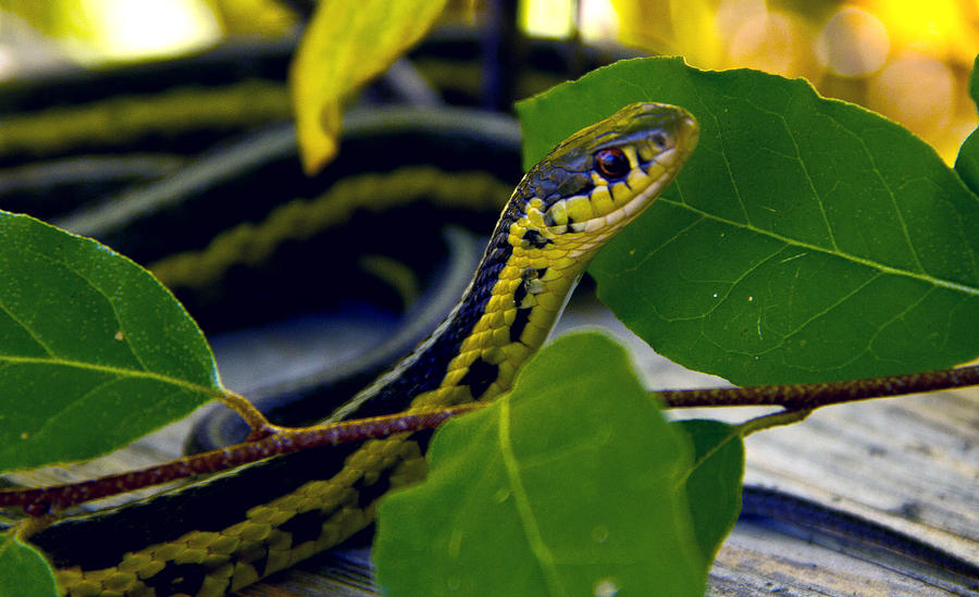 Snake Photograph by Phil Koch