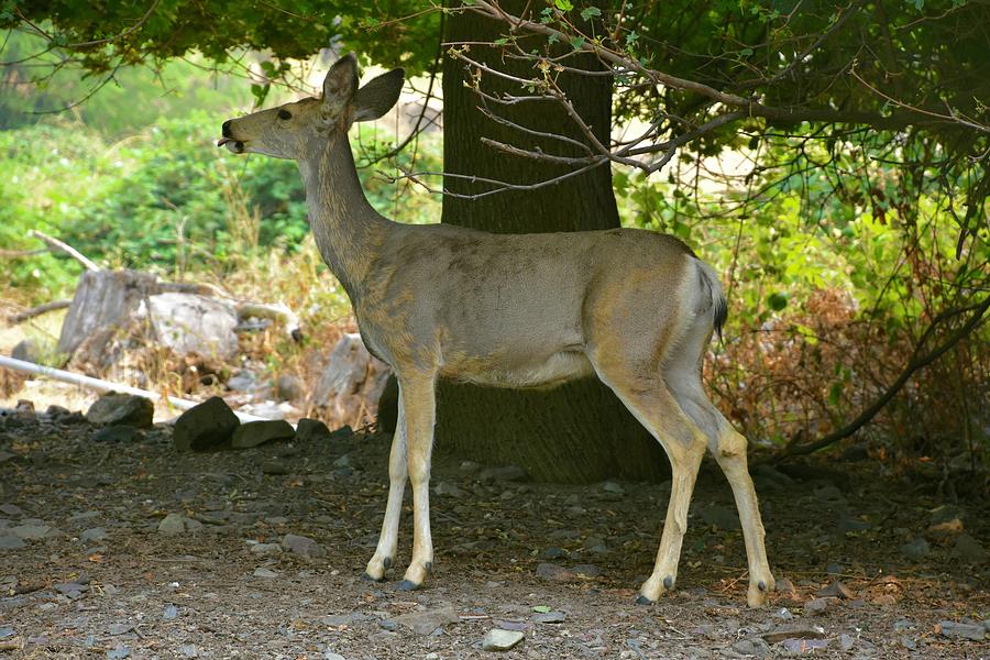 Snake River Deer Photograph by Barbara Stellwagen - Pixels