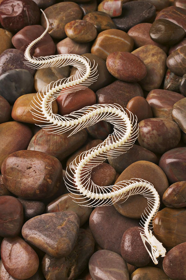 Snake Photograph - Snake skeleton  by Garry Gay