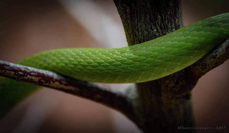 Snake Skin Photograph by Henri Irizarri