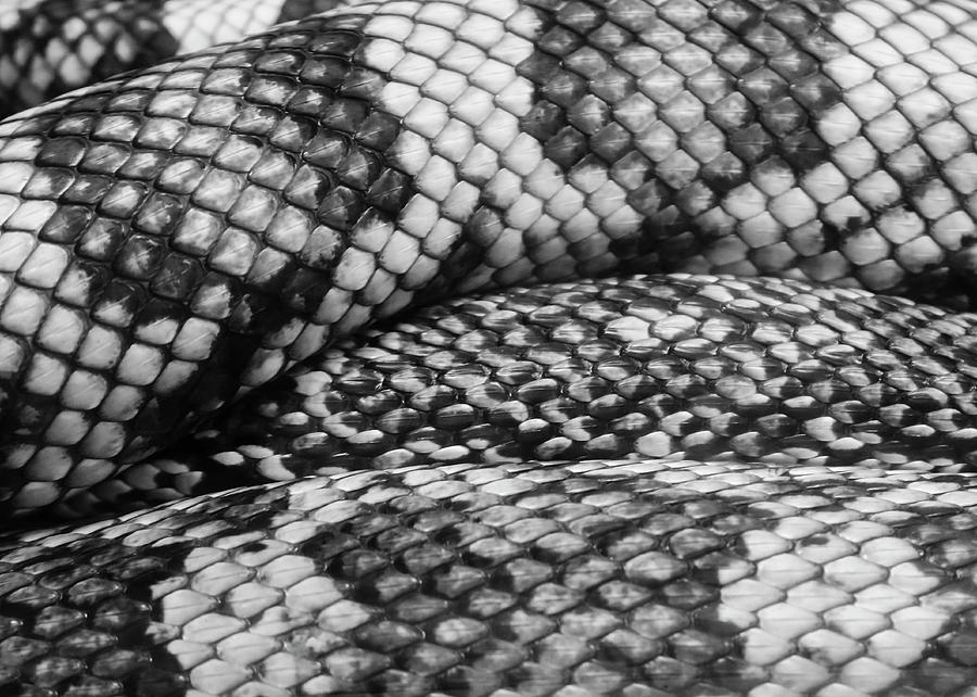 Snake Skins Photograph by Robert Wilder Jr