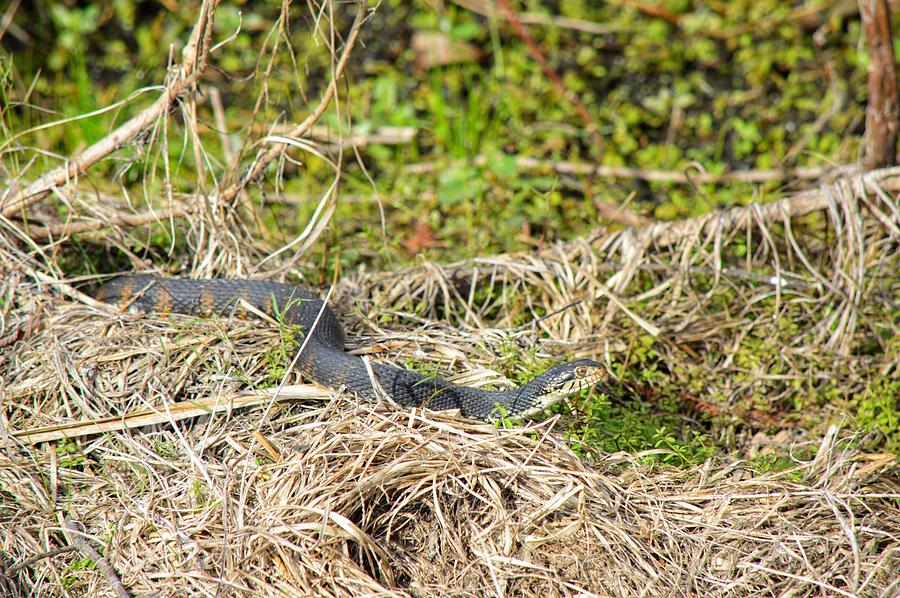 Snake Stroll Photograph by Joseph Caban
