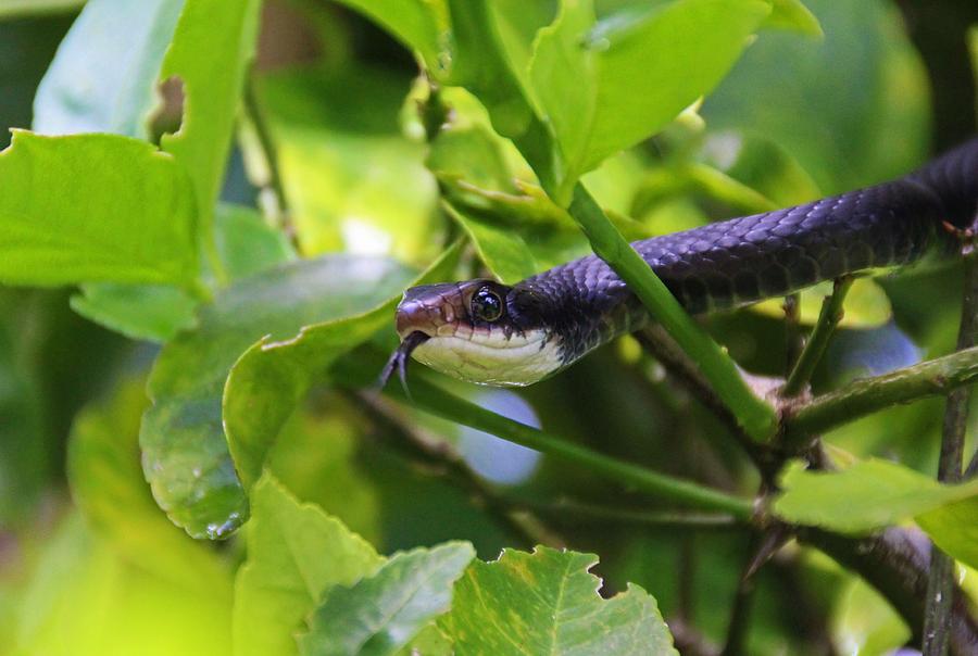 Snake Surprise II Photograph by Michiale Schneider