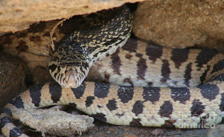 Snake Under a Rock Photograph by E B Schmidt
