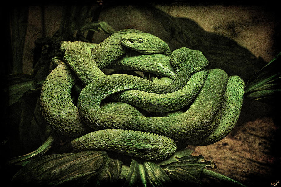 Snake Photograph - Snakes Alive by Chris Lord