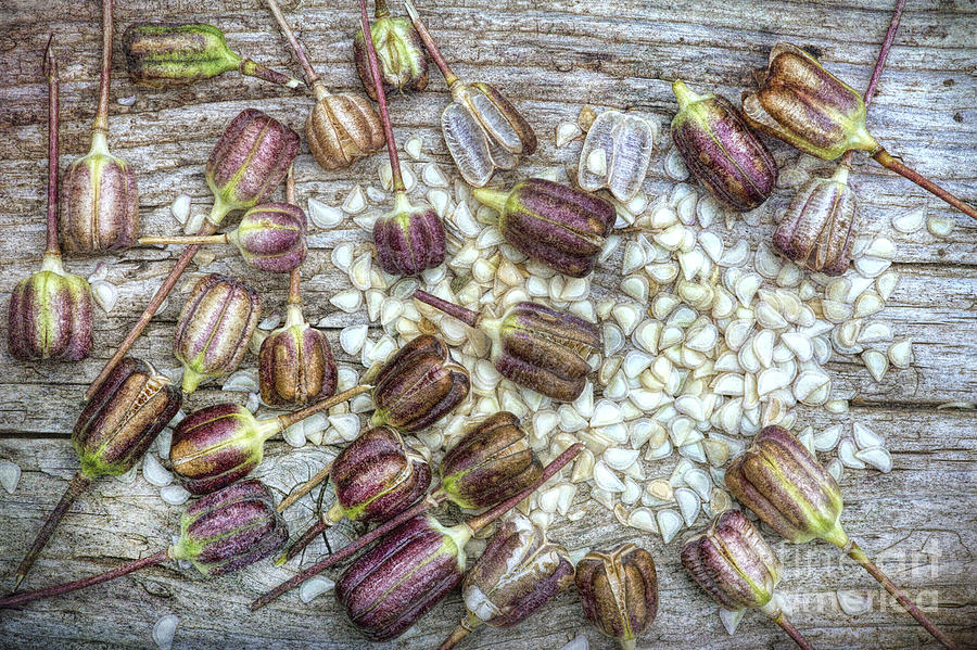 Snakes Head Fritillary Seeds Photograph by Tim Gainey