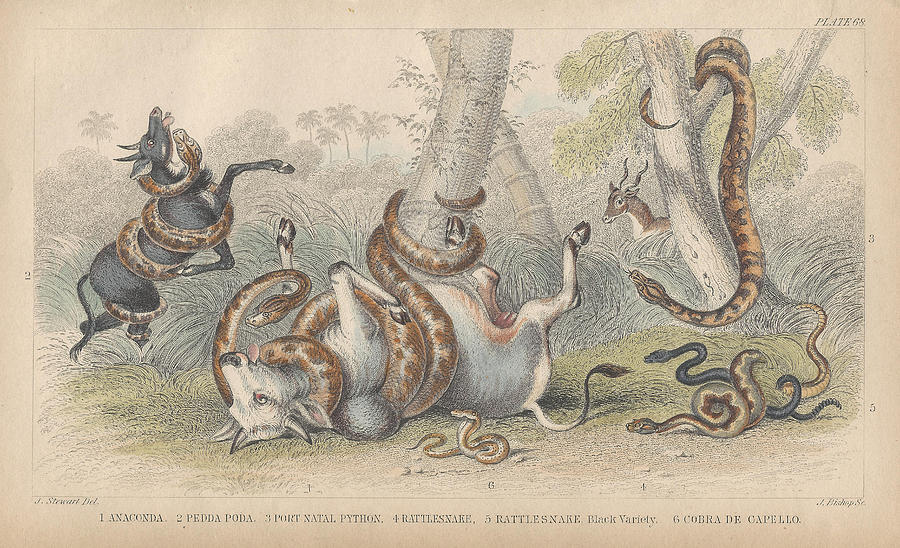 John James Audubon Drawing - Snakes by Dreyer Wildlife Print Collections 