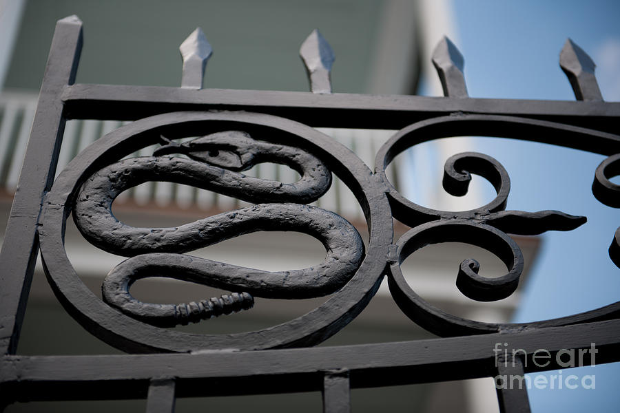 Snakes On A Gate Photograph
