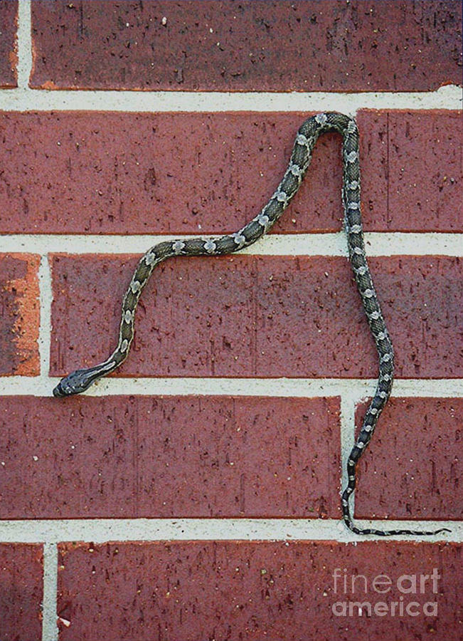 Nature Photograph - Snaking Down A Brick Wall by Lucyna A M Green